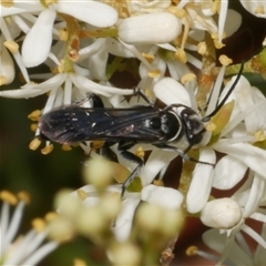 Pompilinae sp. (Ctenostegus sp. or Turneromyia sp.) (Spider Wasp) at Freshwater Creek, VIC - 19 Dec 2024 by WendyEM