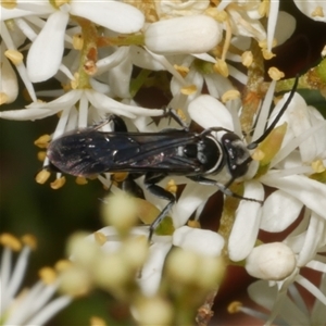 Turneromyia sp. (genus) at Freshwater Creek, VIC by WendyEM