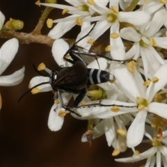 Pompilinae sp. (Ctenostegus sp. or Turneromyia sp.) at Freshwater Creek, VIC - 19 Dec 2024 01:40 PM