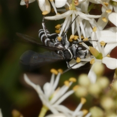 Pompilinae sp. (Ctenostegus sp. or Turneromyia sp.) at Freshwater Creek, VIC - 19 Dec 2024 01:40 PM