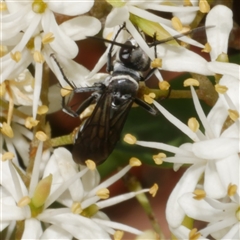 Pompilinae sp. (Ctenostegus sp. or Turneromyia sp.) at Freshwater Creek, VIC - 19 Dec 2024 01:40 PM
