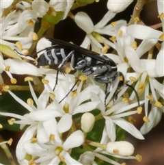 Pompilinae sp. (Ctenostegus sp. or Turneromyia sp.) at Freshwater Creek, VIC - 19 Dec 2024 01:40 PM