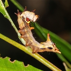 Neola semiaurata (Wattle Notodontid Moth) at Bungonia, NSW - 20 Dec 2024 by AlisonMilton