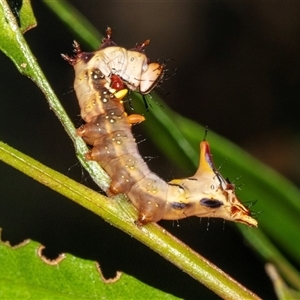 Neola semiaurata (Wattle Notodontid Moth) at Bungonia, NSW by AlisonMilton