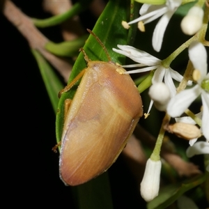 Coleotichus costatus at Freshwater Creek, VIC by WendyEM