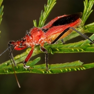 Gminatus australis at Bungonia, NSW - 20 Dec 2024 12:08 PM