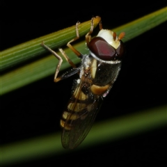 Simosyrphus grandicornis (Common hover fly) at Freshwater Creek, VIC - 20 Dec 2024 by WendyEM