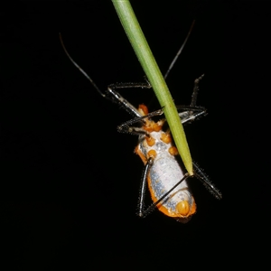 Gminatus australis (Orange assassin bug) at Freshwater Creek, VIC by WendyEM