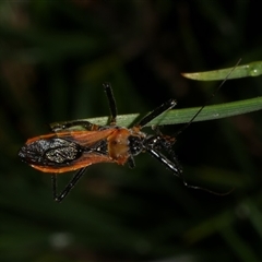 Gminatus australis at Freshwater Creek, VIC - 19 Dec 2024