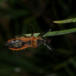 Gminatus australis at Freshwater Creek, VIC - 19 Dec 2024