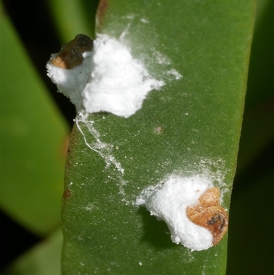 Pulvinaria sp. (genus) (Unidentified Pulvinaria scale insect) at Freshwater Creek, VIC - 19 Dec 2024 by WendyEM