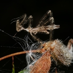 Reduviidae (family) (An assassin bug) at Freshwater Creek, VIC - 19 Dec 2024 by WendyEM