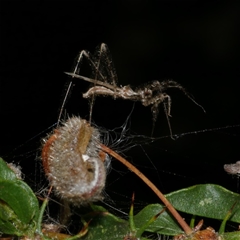 Reduviidae (family) at Freshwater Creek, VIC - 19 Dec 2024 10:56 PM