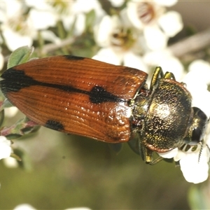 Temognatha variabilis (Variable jewel beetle) at Wyanbene, NSW by Harrisi