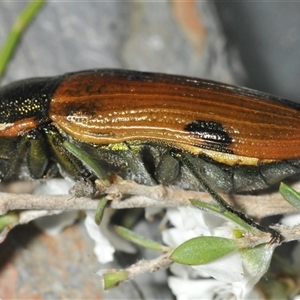 Temognatha variabilis at Wyanbene, NSW - 21 Dec 2024