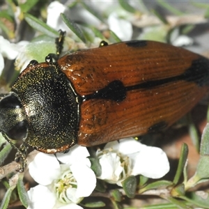 Temognatha variabilis at Wyanbene, NSW - 21 Dec 2024