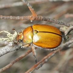 Anoplognathus sp. (genus) at Wyanbene, NSW - 21 Dec 2024 by Harrisi