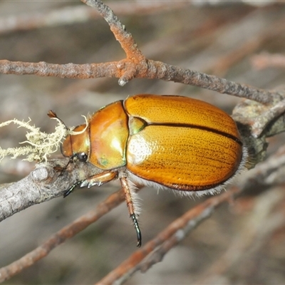 Anoplognathus sp. (genus) at Wyanbene, NSW - 21 Dec 2024 by Harrisi