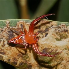 Arkys walckenaeri (Triangle spider) at Freshwater Creek, VIC - 19 Dec 2024 by WendyEM