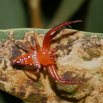 Arkys walckenaeri (Triangle spider) at Freshwater Creek, VIC - 19 Dec 2024 by WendyEM