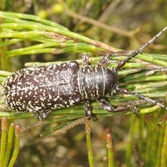 Rhytiphora sp. near simsoni at Wyanbene, NSW - 21 Dec 2024 by Harrisi