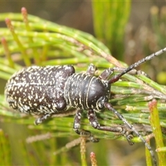 Rhytiphora sp. near simsoni at suppressed - 21 Dec 2024