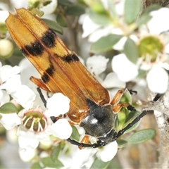 Tragocerus spencii (A longhorn beetle) at Wyanbene, NSW - 21 Dec 2024 by Harrisi