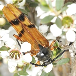 Unidentified Longhorn beetle (Cerambycidae) at Wyanbene, NSW by Harrisi