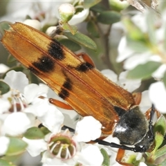 Tragocerus spencii at Wyanbene, NSW - 21 Dec 2024