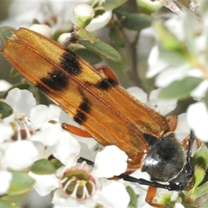 Tragocerus spencii at Wyanbene, NSW - 21 Dec 2024