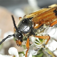 Tragocerus spencii at Wyanbene, NSW - 21 Dec 2024