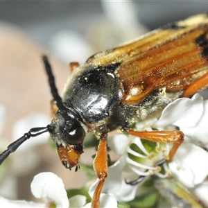 Tragocerus spencii at Wyanbene, NSW - 21 Dec 2024