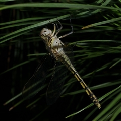 Orthetrum caledonicum (Blue Skimmer) at Freshwater Creek, VIC - 20 Dec 2024 by WendyEM