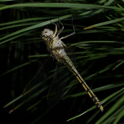 Orthetrum caledonicum (Blue Skimmer) at Freshwater Creek, VIC - 20 Dec 2024 by WendyEM