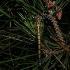 Orthetrum caledonicum at Freshwater Creek, VIC - 20 Dec 2024 12:21 AM