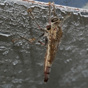 Asilidae (family) at Freshwater Creek, VIC by WendyEM