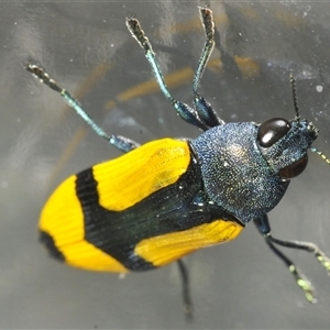 Castiarina skusei (A Jewel Beetle) at Wyanbene, NSW by Harrisi