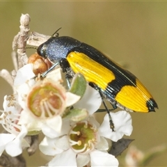 Castiarina skusei at Wyanbene, NSW - 21 Dec 2024 06:13 PM