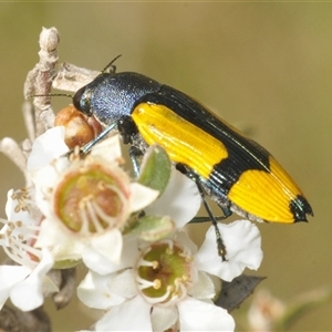 Castiarina skusei at Wyanbene, NSW - 21 Dec 2024 06:13 PM