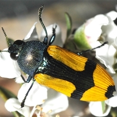 Castiarina skusei at Wyanbene, NSW - 21 Dec 2024 06:13 PM