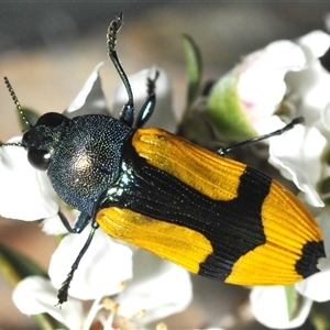 Castiarina skusei at Wyanbene, NSW - 21 Dec 2024 06:13 PM