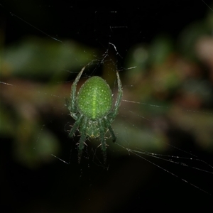 Araneus psittacinus at Freshwater Creek, VIC by WendyEM