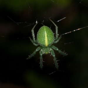 Araneus psittacinus at Freshwater Creek, VIC by WendyEM