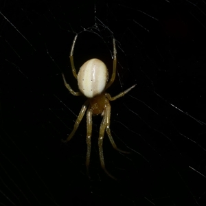 Deliochus sp. (genus) at Freshwater Creek, VIC by WendyEM