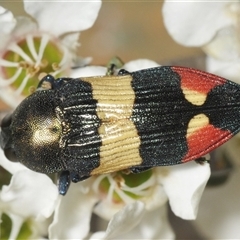 Castiarina bella (A Jewel Beetle) at Wyanbene, NSW - 21 Dec 2024 by Harrisi