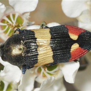 Castiarina bella (A Jewel Beetle) at Wyanbene, NSW by Harrisi