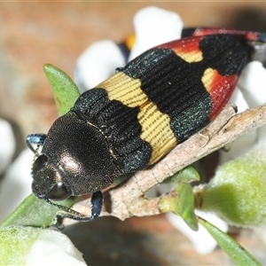 Castiarina bella at Wyanbene, NSW - 21 Dec 2024 06:14 PM