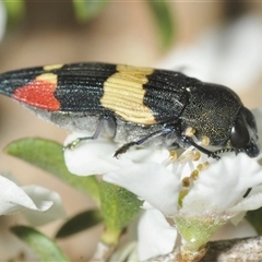 Castiarina bella at Wyanbene, NSW - 21 Dec 2024 06:14 PM