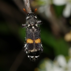 Eleale pulchra at Freshwater Creek, VIC - 19 Dec 2024 by WendyEM