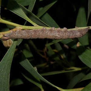 Dasypodia selenophora (Southern old lady moth) at Freshwater Creek, VIC by WendyEM